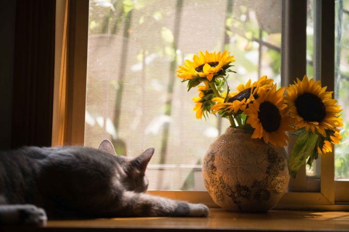 夏の花 花言葉を集めました 贈り物にも想いを込められる素敵な花言葉って モデルプレス