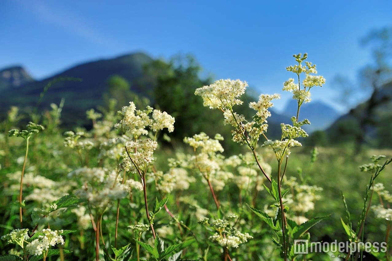 純白の「レーヌデプレ」の花のような肌に/画像提供:ロクシタンジャポン株式会社