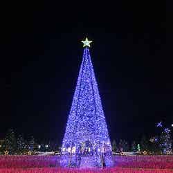 アメジストセージライトアップ/画像提供:足利フラワーリゾート