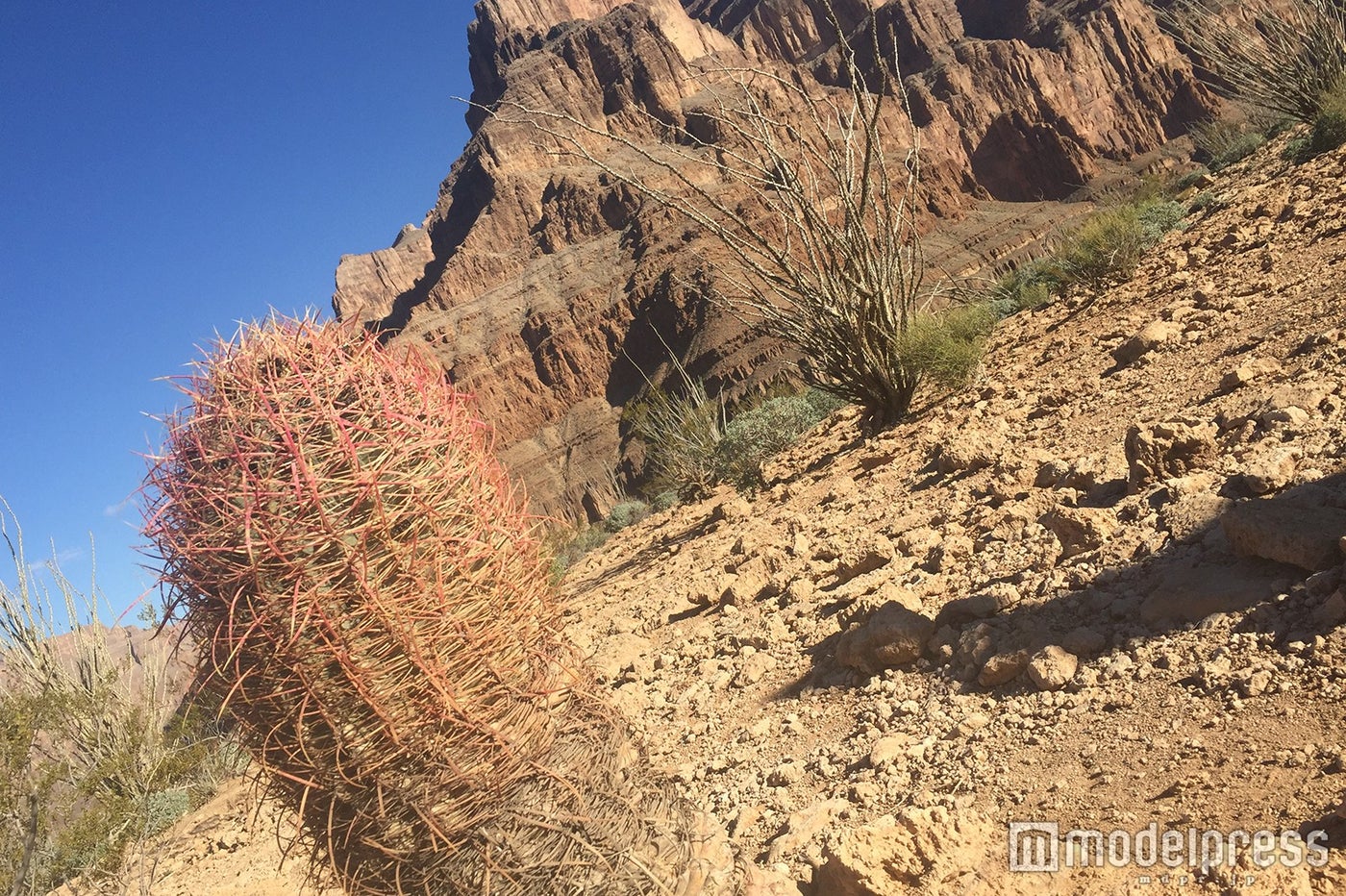 サボテンや砂漠地帯に生息する植物を観察