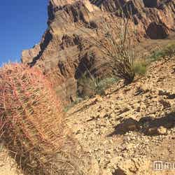 サボテンや砂漠地帯に生息する植物を観察