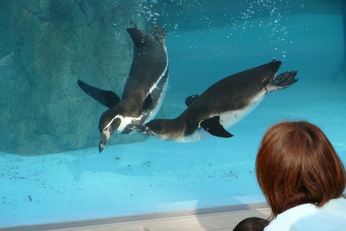 ペンギンのお食事タイムを見ることもできます/提供画像