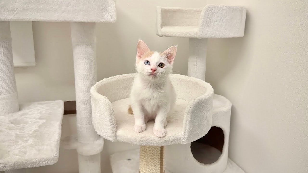 もちまる日記、下僕が保護していた子猫の今後について語る