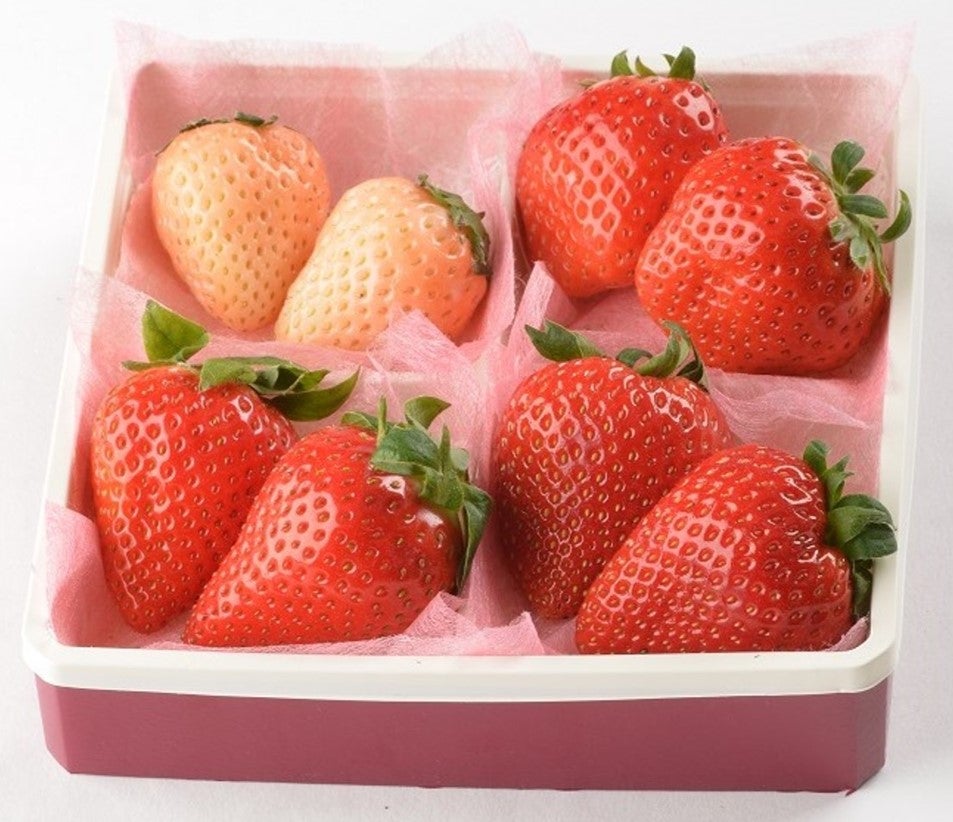 4種食べ比べセット／画像提供：株式会社 横浜赤レンガ