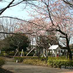 のだめと千秋のように過ごしたい「府中の森公園」