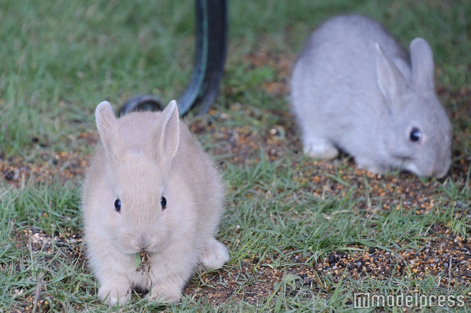 ウサギ （C）モデルプレス