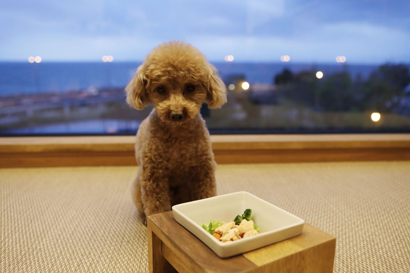 愛犬用の食事メニュー／画像提供：東京建物リゾート