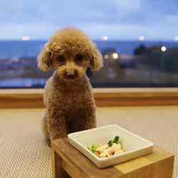 愛犬用の食事メニュー／画像提供：東京建物リゾート