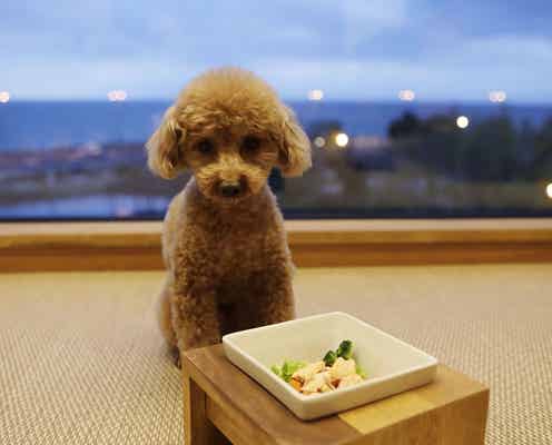 愛犬と泊まれる温泉ホテル「レジーナリゾートびわ湖長浜」全室琵琶湖一望のレイクビュー