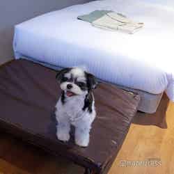 Dear Wan Spa Garden(C)モデルプレス