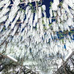 ふじのはな物語/画像提供:足利フラワーリゾート