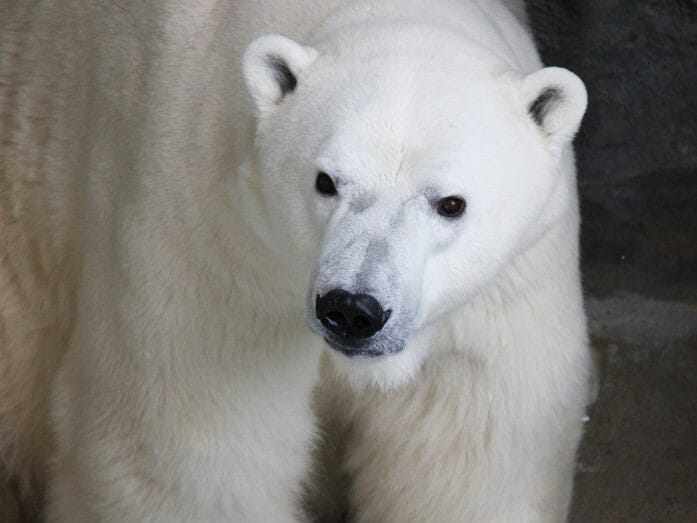 水族館一の人気者は大きくて迫力満点のホッキョクグマ“豪太”