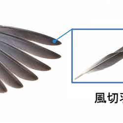 風切羽/提供画像