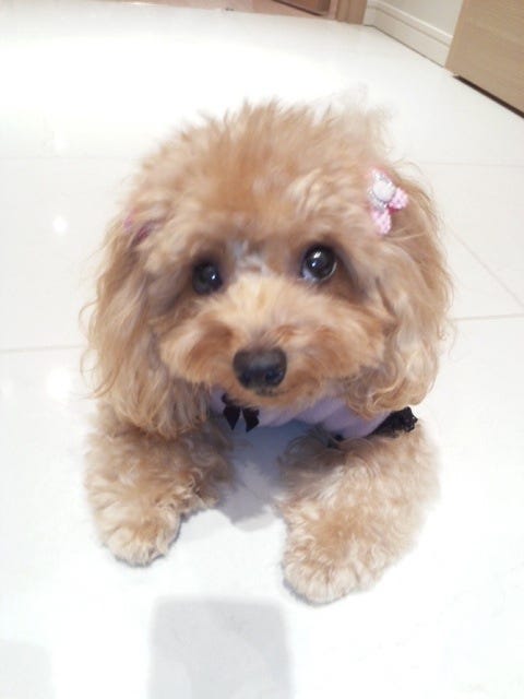 “まんまる”がチャームポイントのティアラちゃん(画像提供:所属事務所)