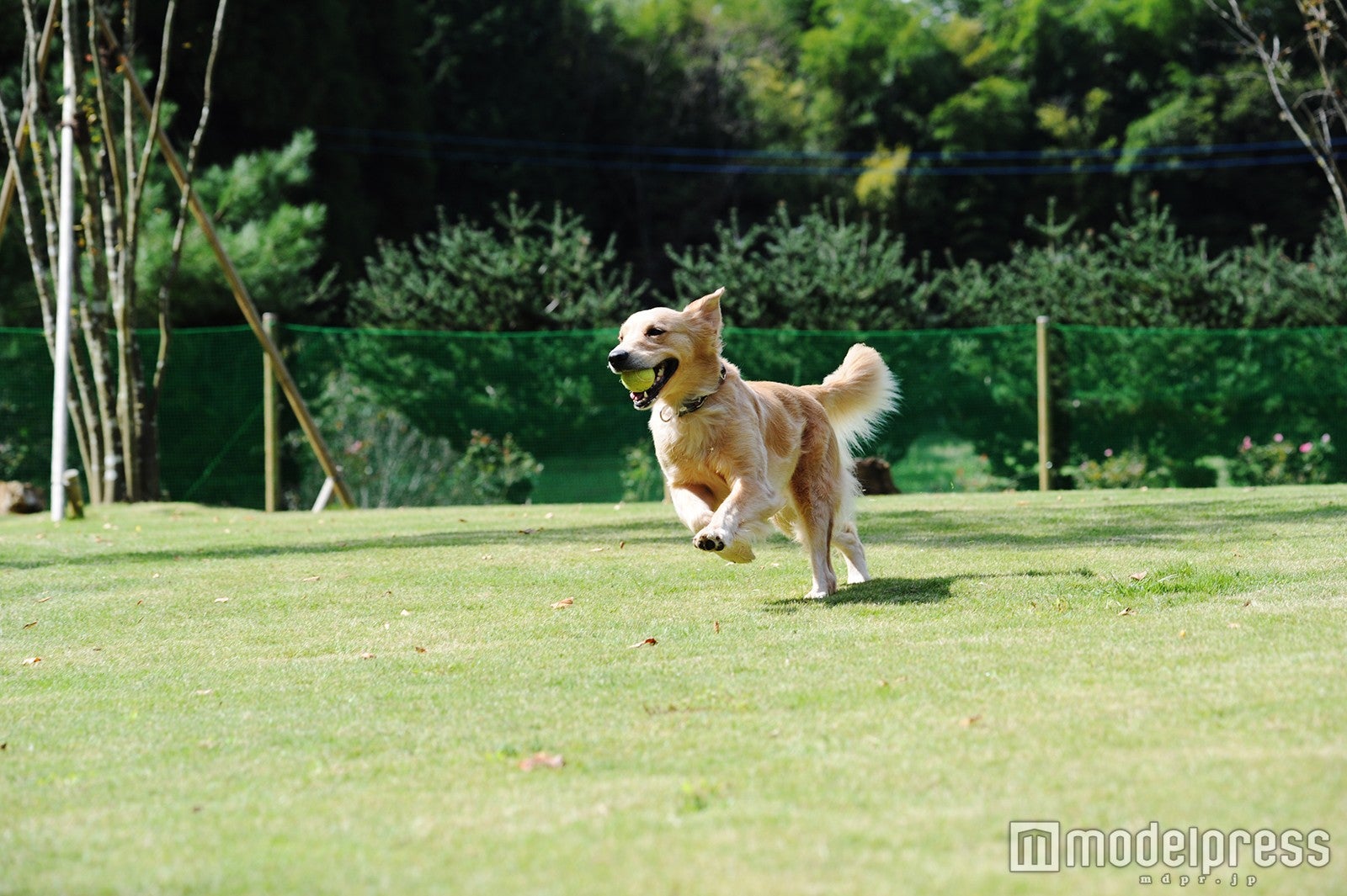 ドッグラン／画像提供：ユニマットプレシャス