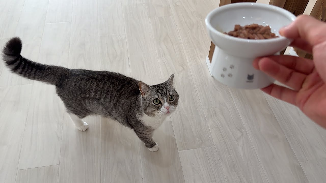 美食家な猫も気に入る？もちまる日記の2匹が新しいウェットフードを試食