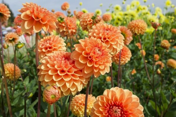 縁起のいいお花を集めました 和 洋まで飾るだけで幸せになれそうな花々をご紹介 モデルプレス