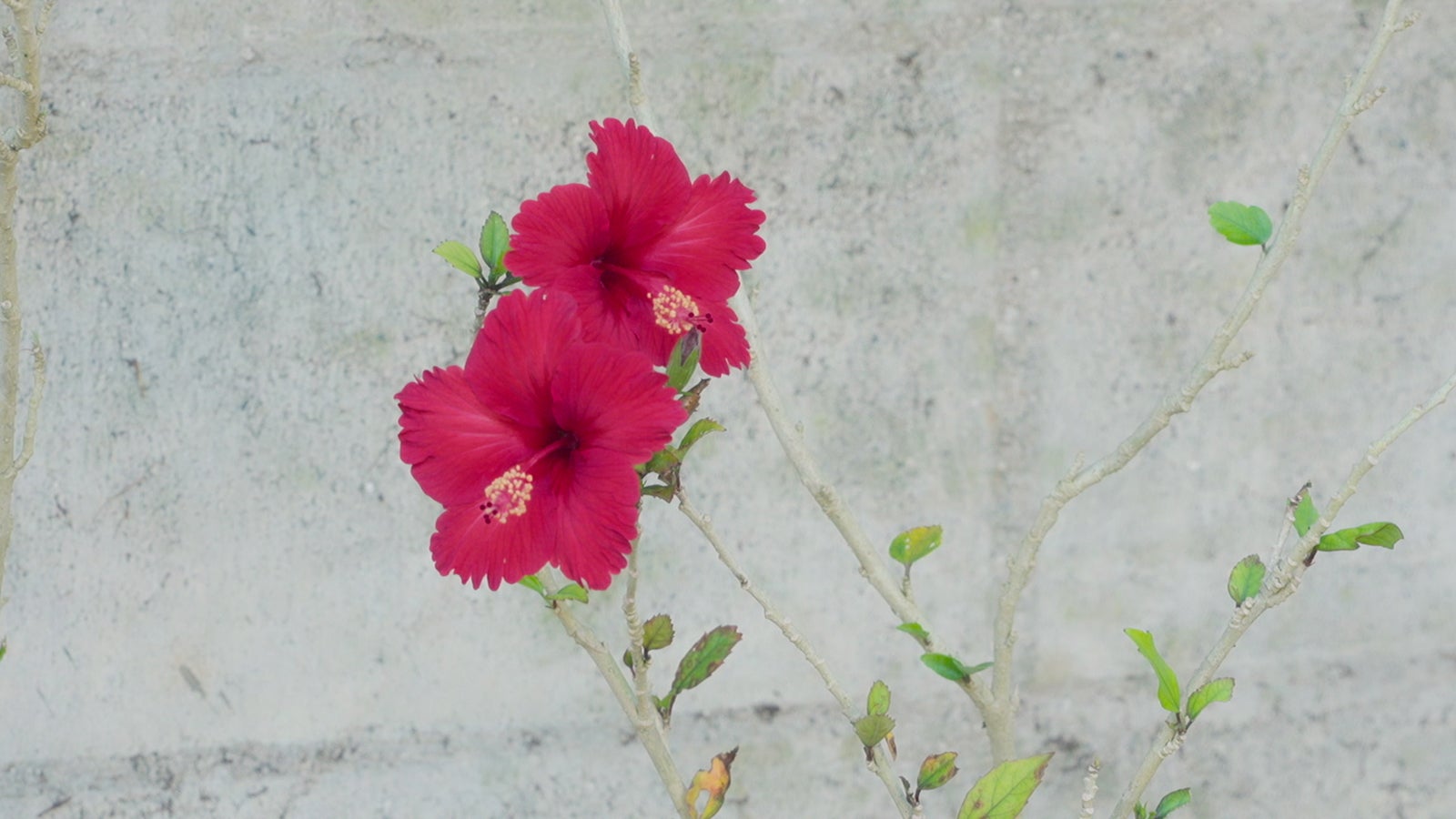 Netflixリアリティシリーズ「あいの里 シーズン2」世界独占配信中