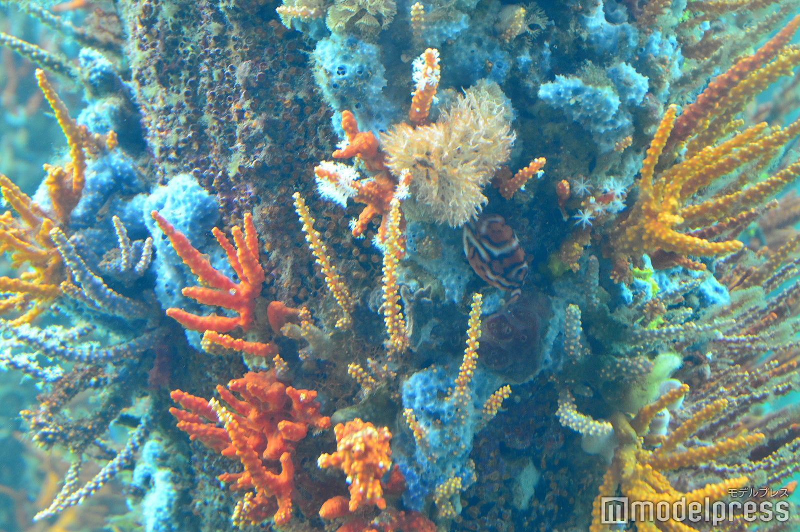 バッセルトン桟橋（C）モデルプレス