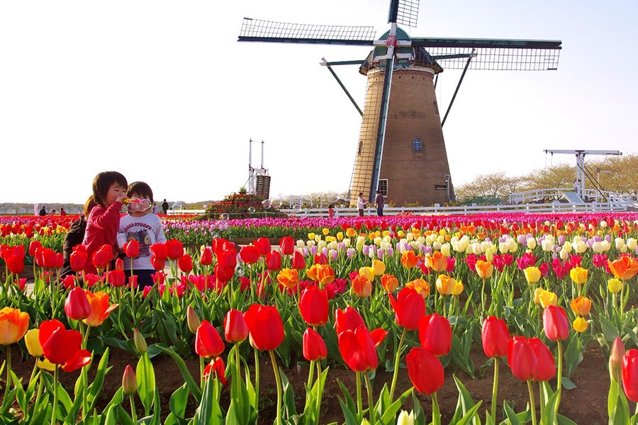 第30回 佐倉チューリップフェスタ