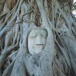 木の根が絡まった仏頭でが有名なワット・マハータート／画像提供：TBS