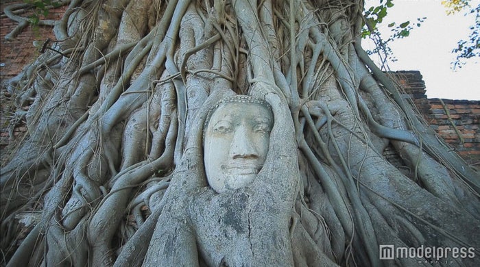 木の根が絡まった仏頭でが有名なワット・マハータート／画像提供：TBS
