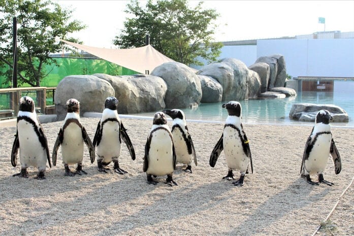 2022年7月にオープンした「うみの杜ビーチ -PENGUIN LIFE-」。ケープペンギンが生息する地域の環境をモデルにしています