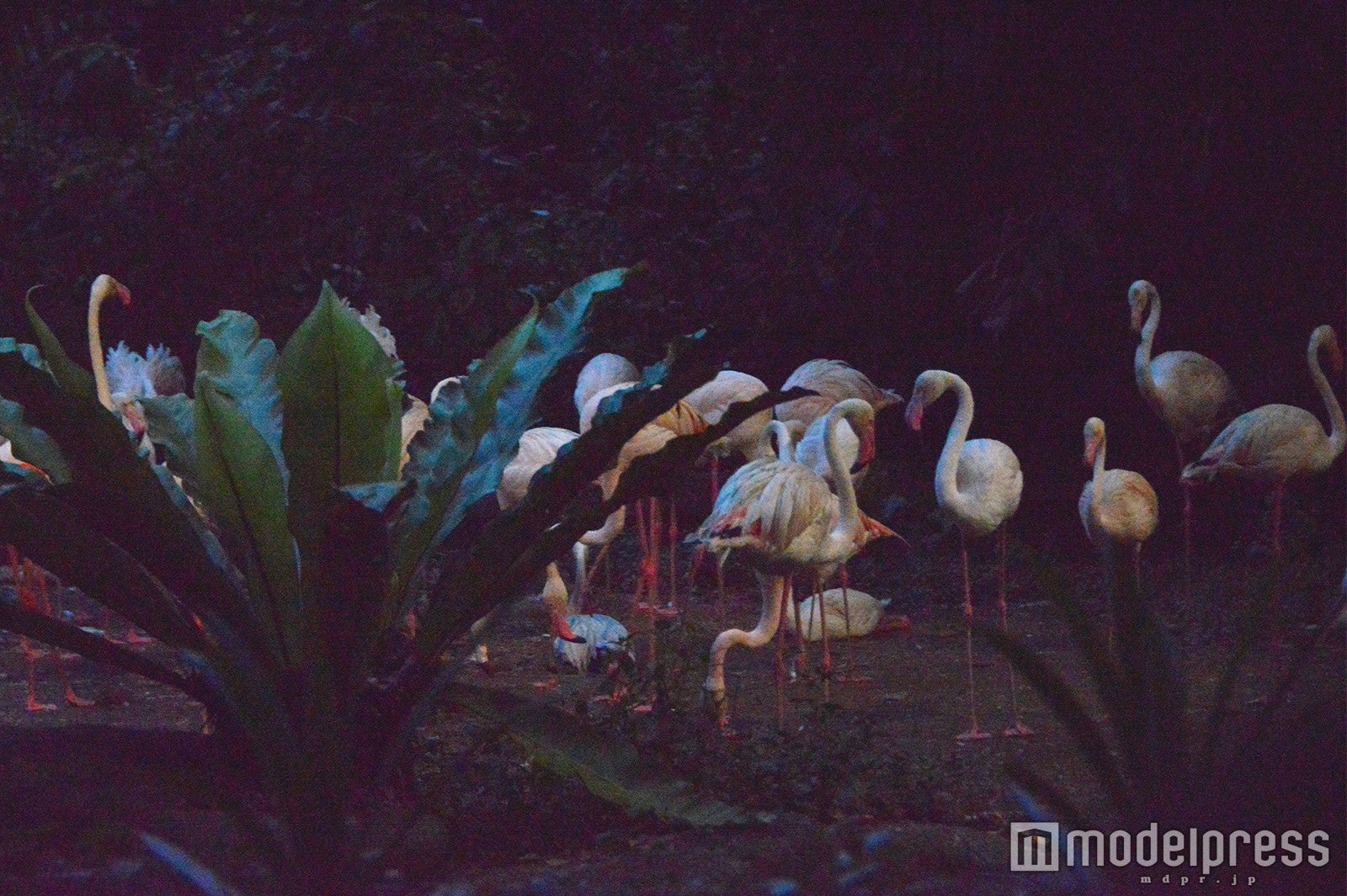 フラミンゴ （C）モデルプレス