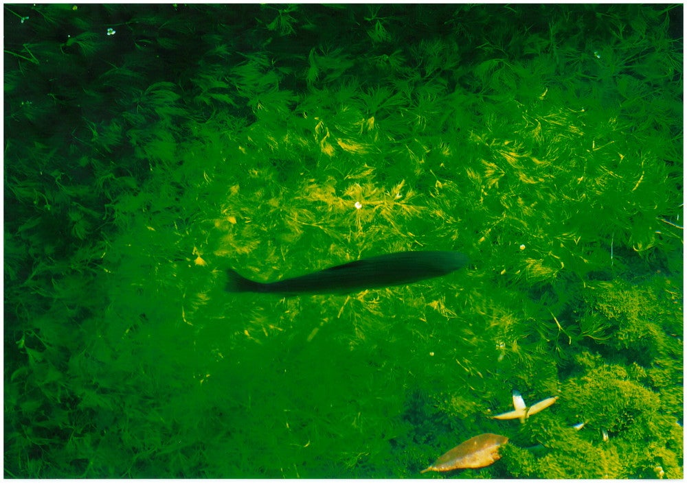 冷たくきれいな水を好むニジマス。絶え間なく湧き出る泉。（提供画像）