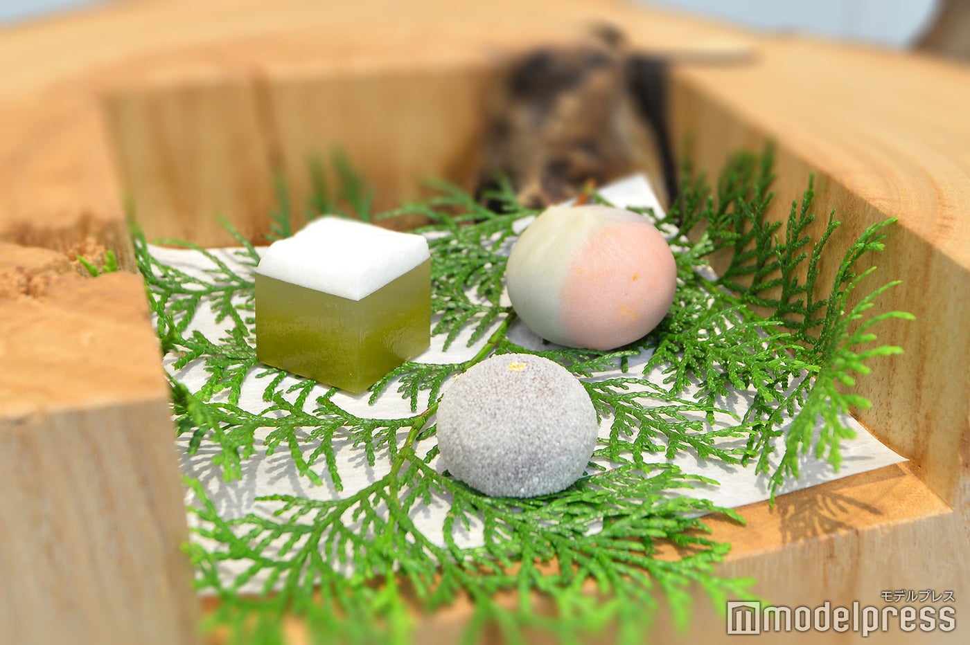 関西パビリオン／和歌山ゾーン（C）モデルプレス