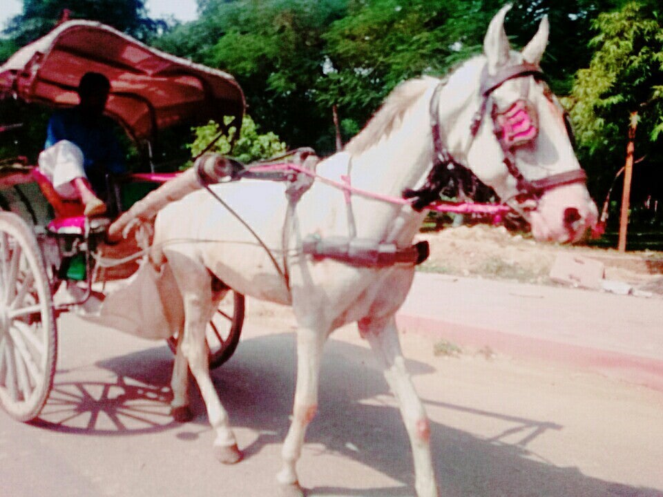 馬／画像提供：所属事務所