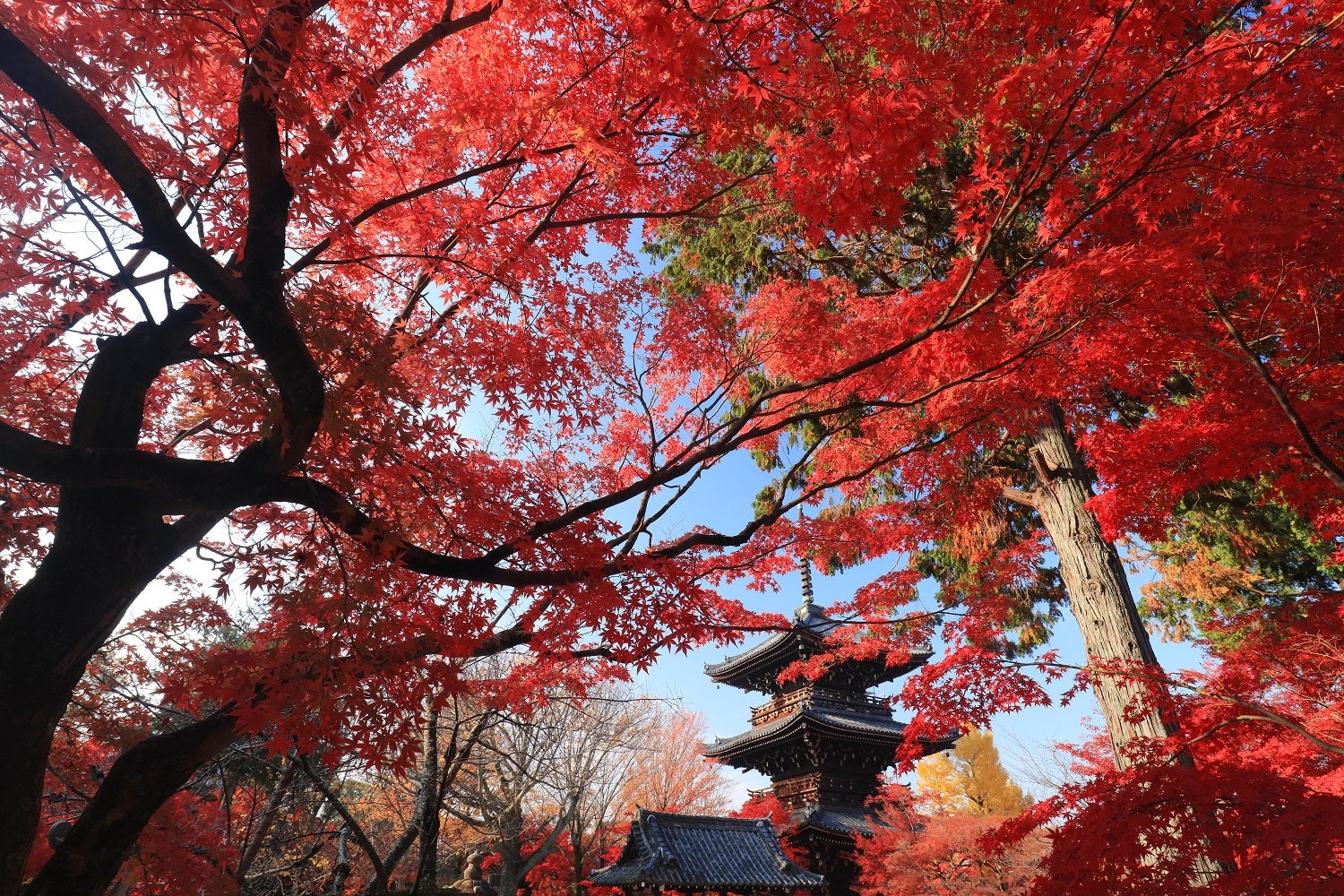 真如堂（提供元：真如堂）