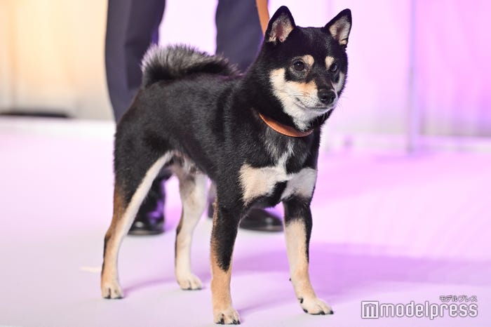 劇中に登場する“飼い犬・アキラ”(C)モデルプレス