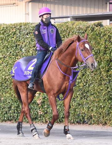 【高松宮記念】ウインカーネリアン 良馬場歓迎！ 椎名厩務員「おとなしく、カイバも食べていました」2年ぶりの参戦へ輸送も順調