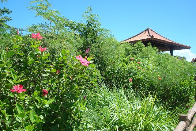 一年中ハイビスカスが咲き乱れる／玉取崎展望台 by alberth2