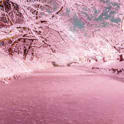 桜の名所・弘前に咲く“冬のさくら”が話題沸騰　桃色に染まる雪景色が幻想的／画像提供：米山竜一