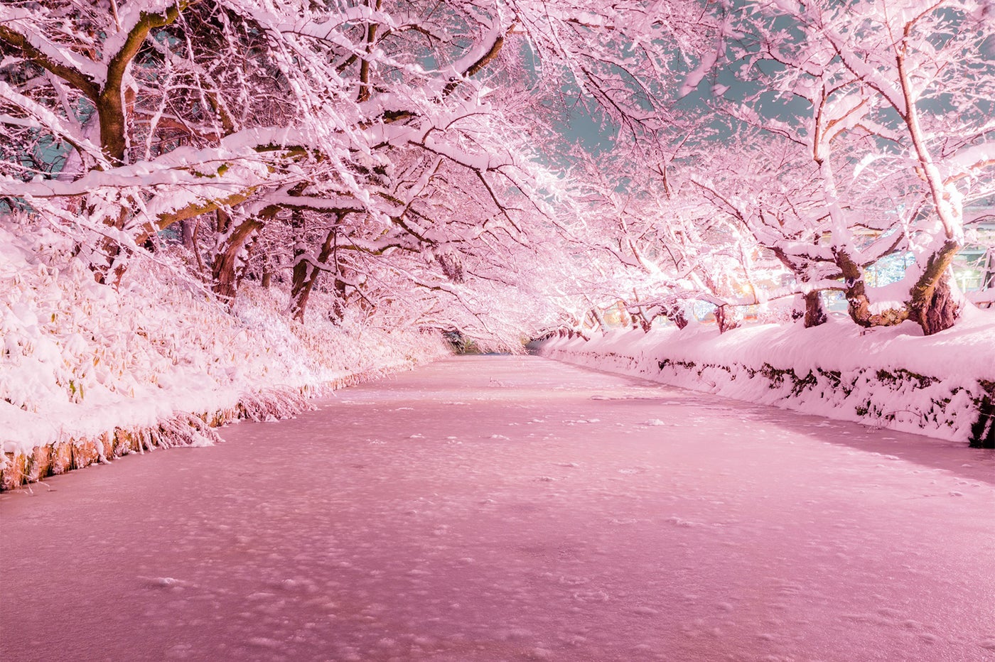 桜の名所・弘前に咲く“冬のさくら”が話題沸騰　桃色に染まる雪景色が幻想的／画像提供：米山竜一