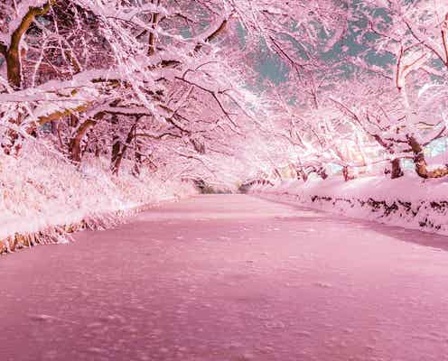 桜の名所・弘前に咲く“冬のさくら”が話題沸騰 桃色に染まる雪景色が幻想的