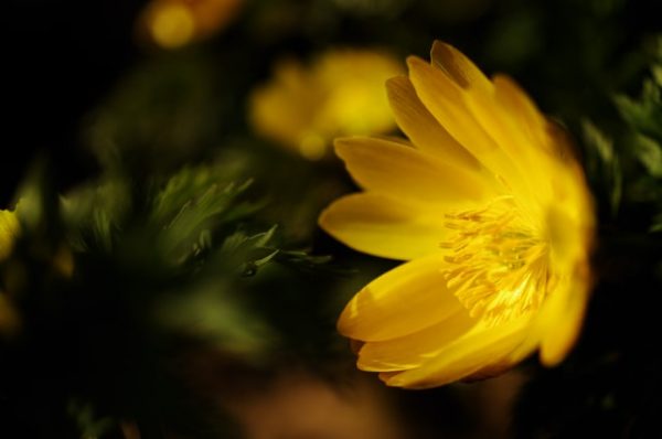 縁起のいいお花を集めました 和 洋まで飾るだけで幸せになれそうな花々をご紹介 モデルプレス