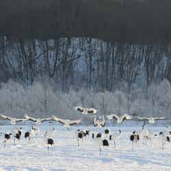 特別天然記念物のタンチョウ/提供画像