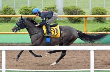 【クイーンS】エリカエクスプレス 北の大地で躍動 最終追いも馬なり余裕十分 泉谷も納得「いい状態だった前走と変わらない」