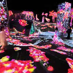 うごめく谷の花と共に生きる生き物たち - A Whole Year per Year/画像提供:チームラボ