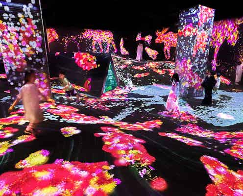 福岡「チームラボフォレスト」秋の花々咲く季節限定アート演出