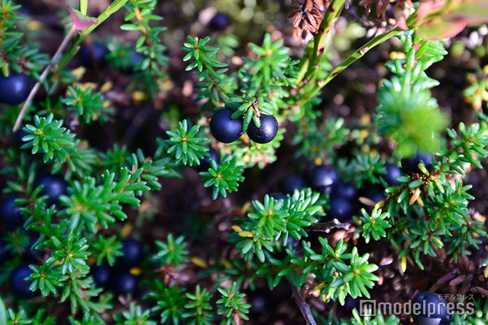 森のあちこちにベリーが （C）ビューティーガール