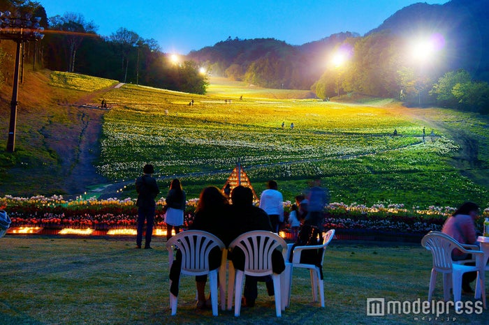 北関東最大級の水仙園が満開に 100万株の黄色の花絨毯をライトアップ 女子旅プレス