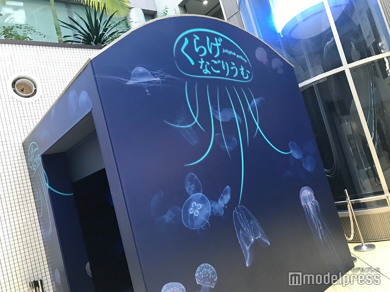 “くらげなごりうむ”は昨年新設されたばかりの癒しスポット