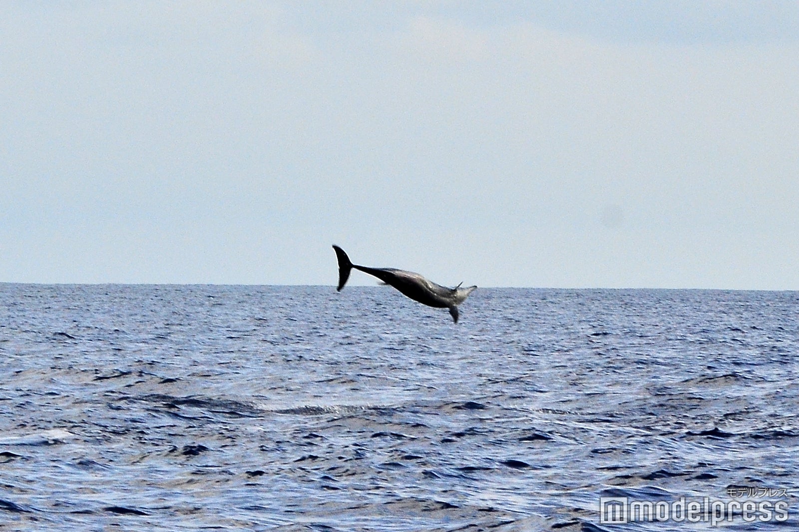 サンセットシャンパンクルーズ／イルカの大ジャンプ（C）モデルプレス