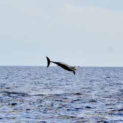 サンセットシャンパンクルーズ／イルカの大ジャンプ（C）モデルプレス
