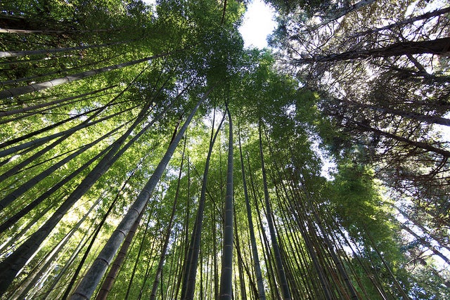 空へとまっすぐ伸びる青い竹林／photo by TANAKA Juuyoh (田中十洋)