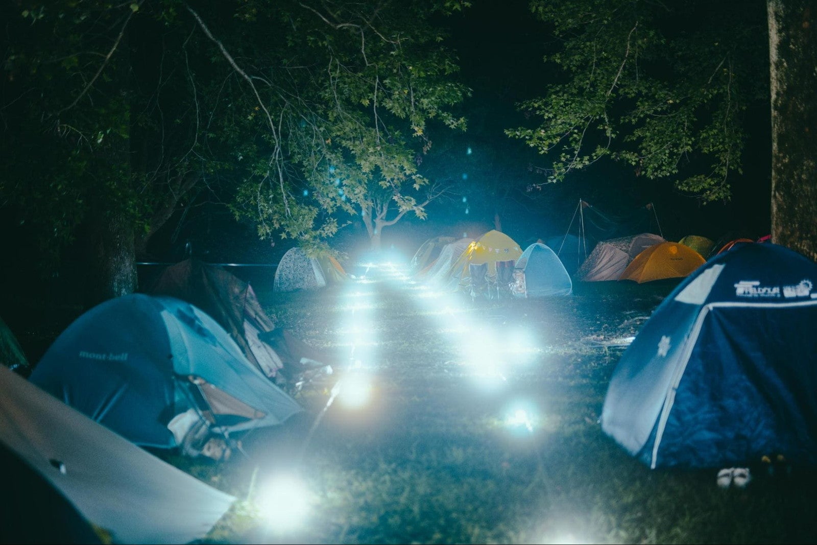 夜空と交差する森の映画祭／提供画像